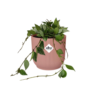 Hoya Krohniana Eskimo in ELHO Vibes Fold 14cm roze