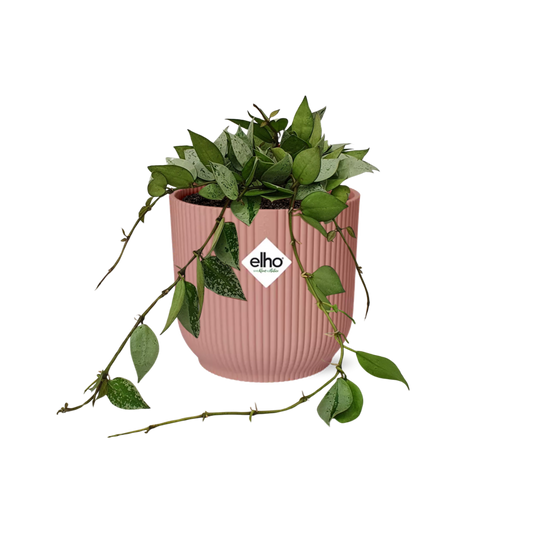 Hoya Krohniana Eskimo in ELHO Vibes Fold 14cm roze