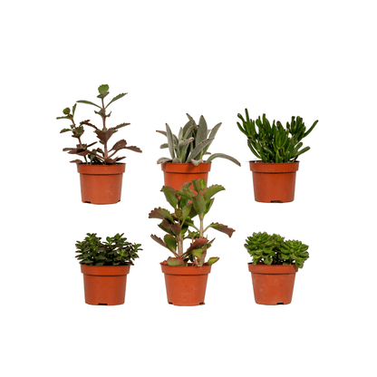 Sukkulenten Mix- 6 Stücke - Ø10,5cm - ↕12 cm