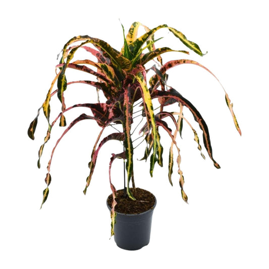 Croton Dreadlock P19 - Ø19cm - ↕85cm