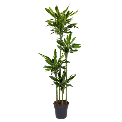 Drachenbaum Golden Coast – 170 cm pflegeleichte Zimmerpflanze