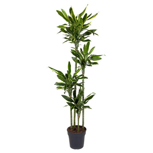 Drachenbaum Golden Coast – 170 cm pflegeleichte Zimmerpflanze