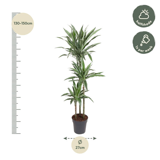 Drachenbaum Warneckei – Elegante & Pflegeleichte Zimmerpflanze 100 cm