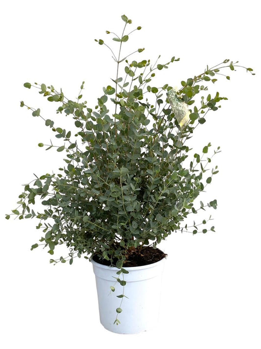 Eucalyptus Gunnii - Ø21cm - ↕60cm