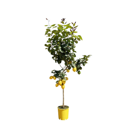 Zitronenbaum 150 cm – Duftende mediterrane Kübelpflanze