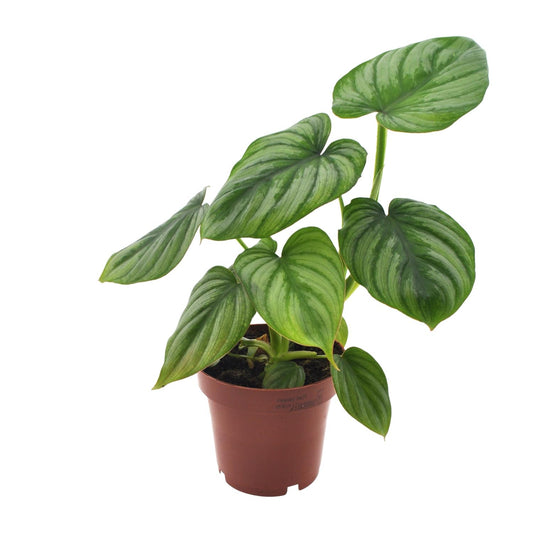 Philodendron Mamei - Ø12cm - ↕25cm