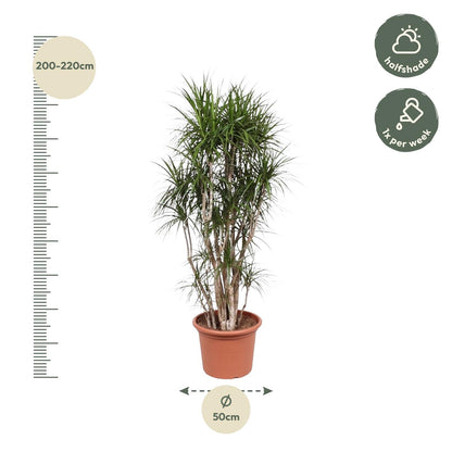 Drachenbaum Marginata 220 cm – Exotische Zimmerpflanze