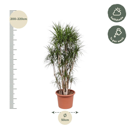 Drachenbaum Marginata 220 cm – Exotische Zimmerpflanze