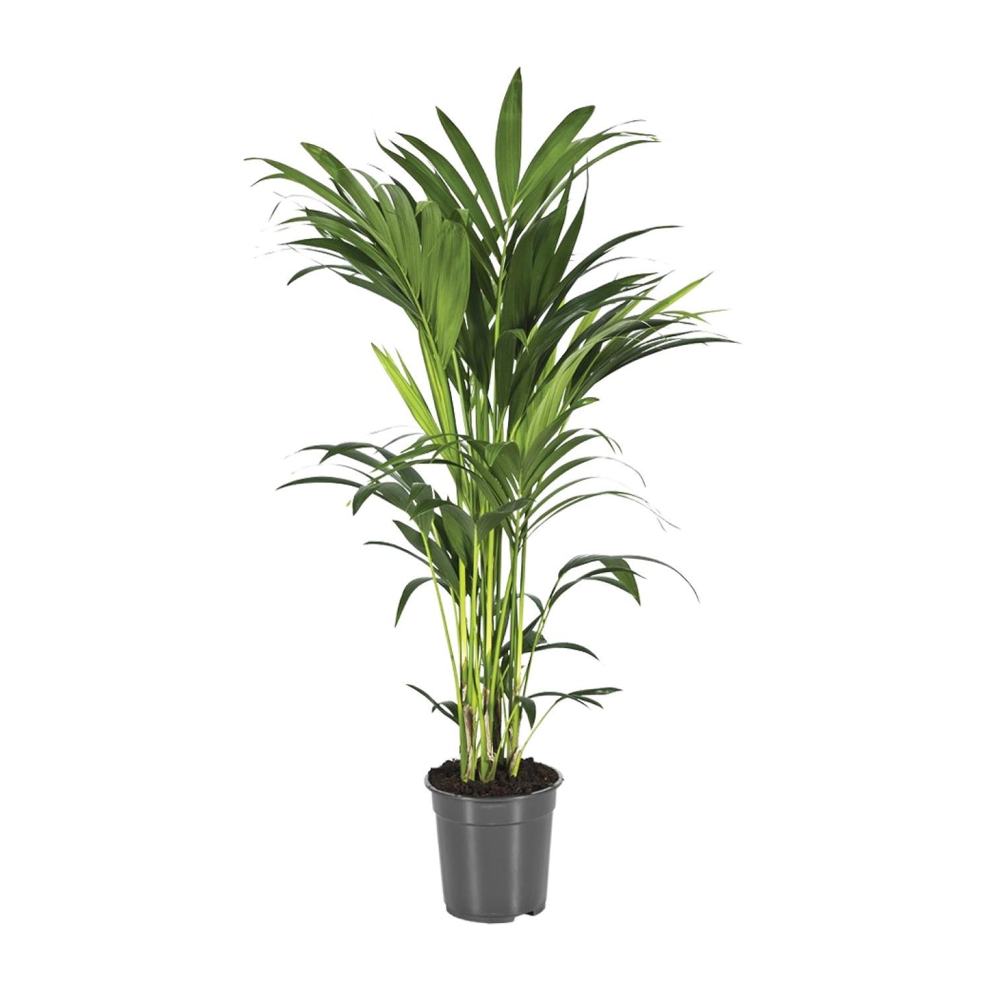 Howea Forsteriana - Ø21cm - ↕110cm