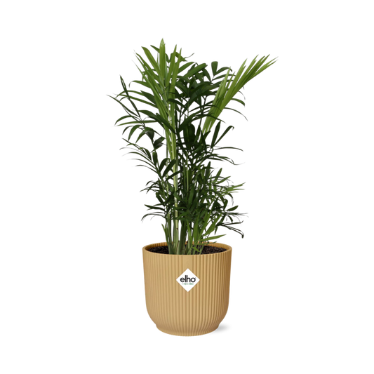 Chamaedorea Elegans in ELHO Vibes Fold 14cm geel