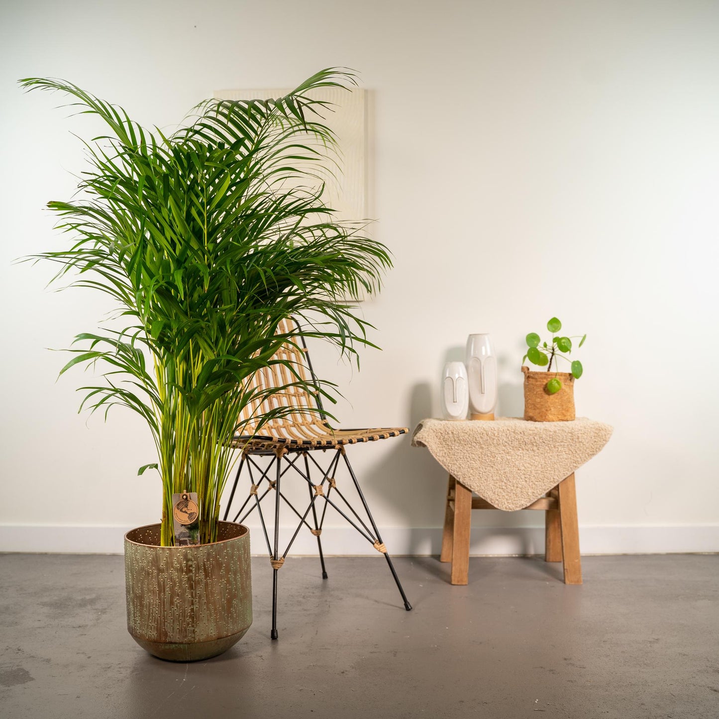 Areca Palme 130 cm – Elegante Goldfruchtpalme im Topf
