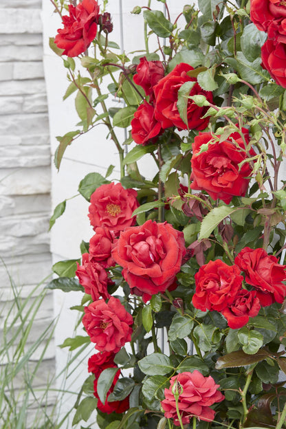 Rosa Crazy in love 'Red' - Rote Rose - Ø15cm - ↕65cm