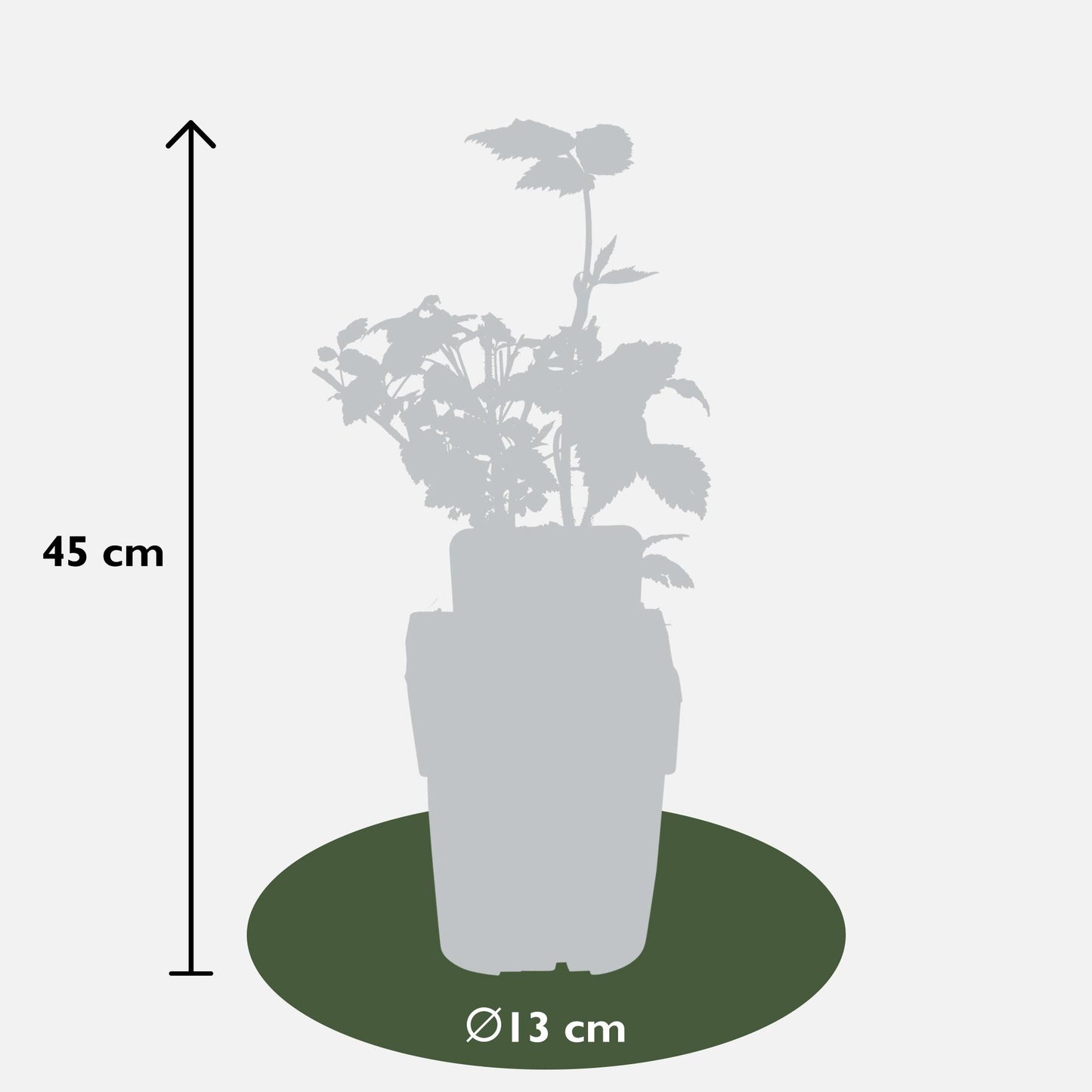 4x - Rubus 'Autumn' - ↨45cm - Ø13