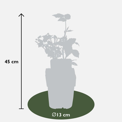 4x - Rubus 'Autumn' - ↨45cm - Ø13