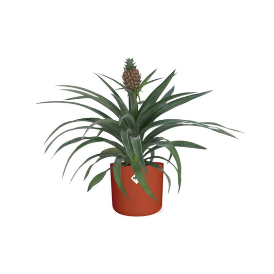 Ananas Mi Amigo 12 Cm Pot in ELHO b.for soft rond 14cm brique