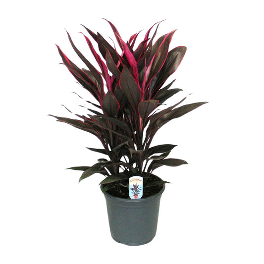 Cordyline Tango Toef - Ø19cm - ↕55cm