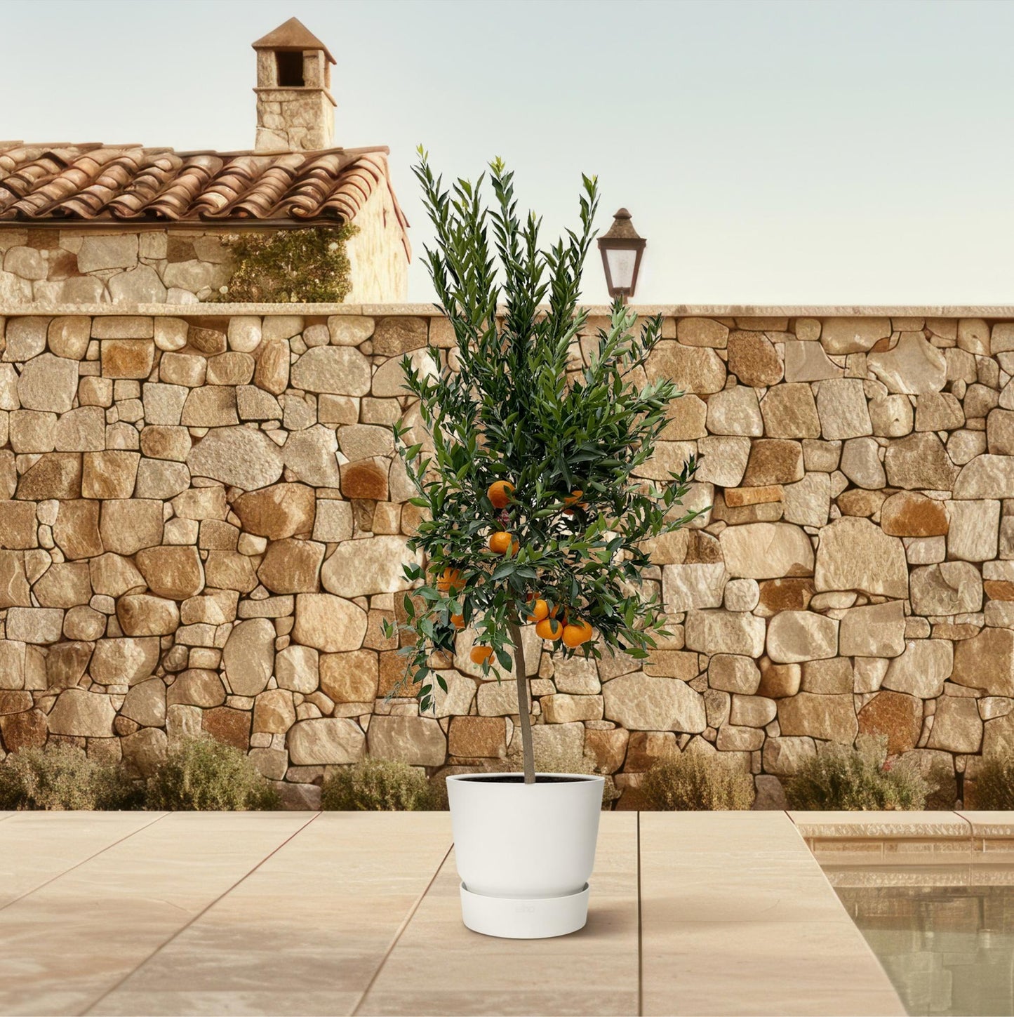 Mandarinenbaum 200 cm – Mediterrane Kübelpflanze für sonnige Oasen