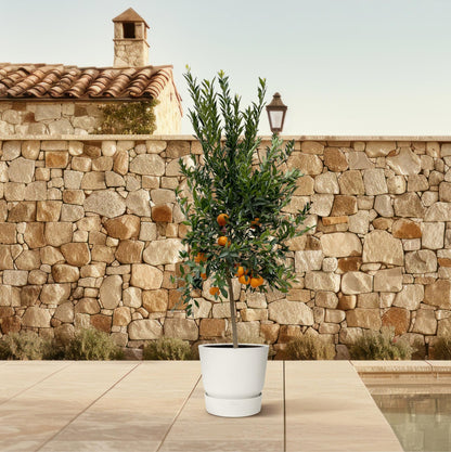 Mandarinenbaum 200 cm – Mediterrane Kübelpflanze für sonnige Oasen