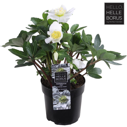 Helleborus Niger 'Christmas Carol' P10,5 (XL) - Ø10,5cm - ↕25cm