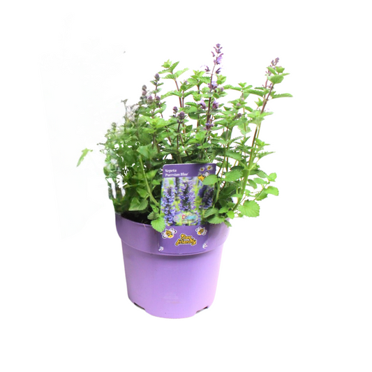 Nepeta Purrsian Blue - 1 Stück - Ø15cm - ↕15cm