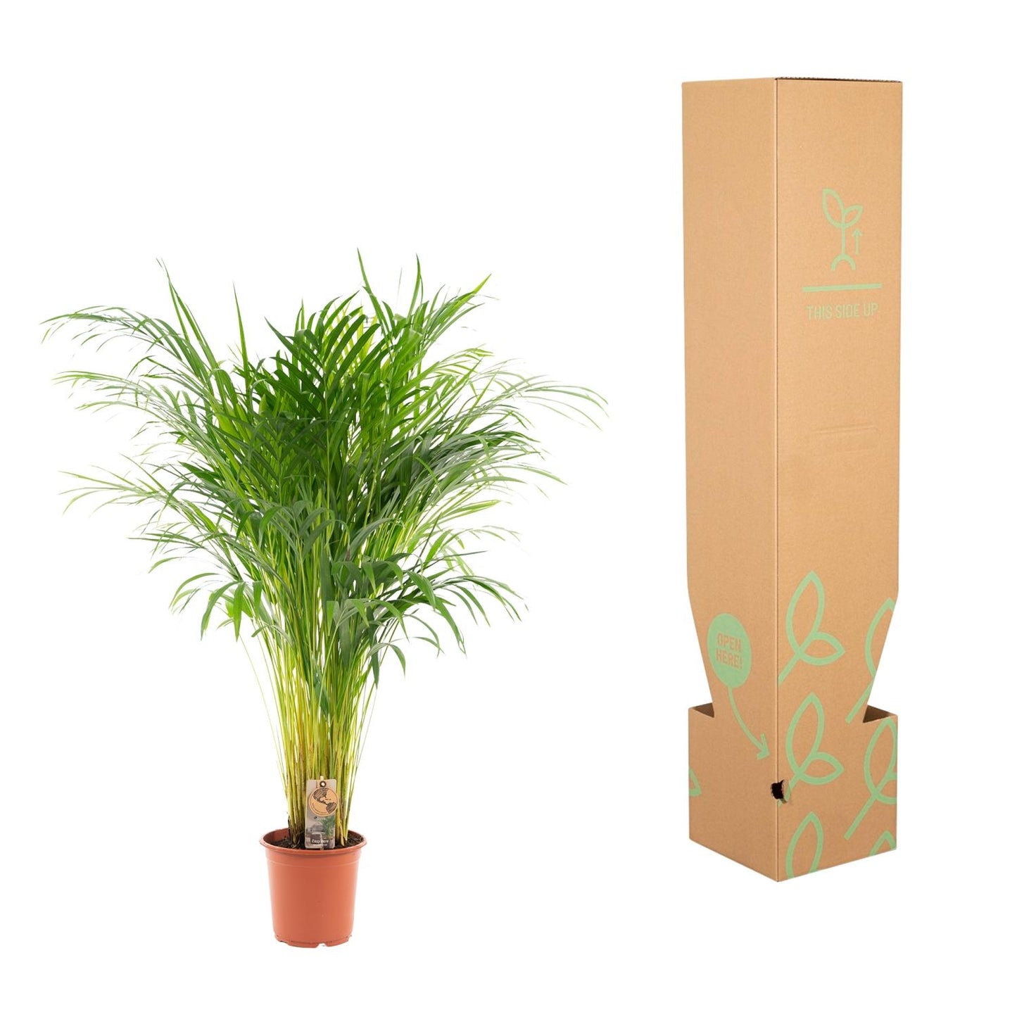 Goldfruchtpalme 110 cm – Tropisch & Pflegeleicht