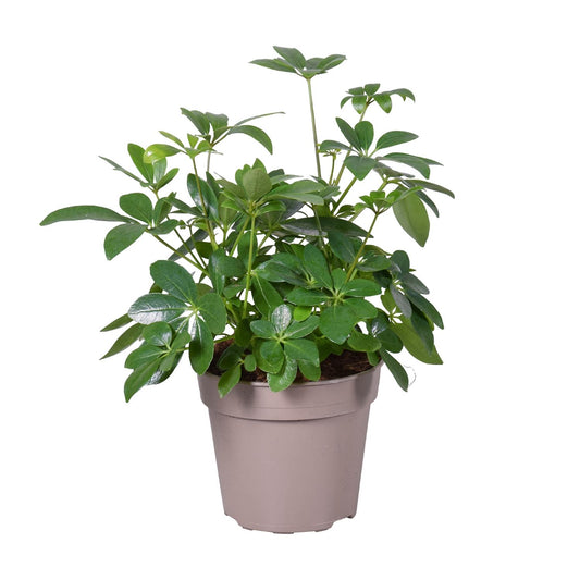 Schefflera Arboricola - Ø15cm - ↕45cm