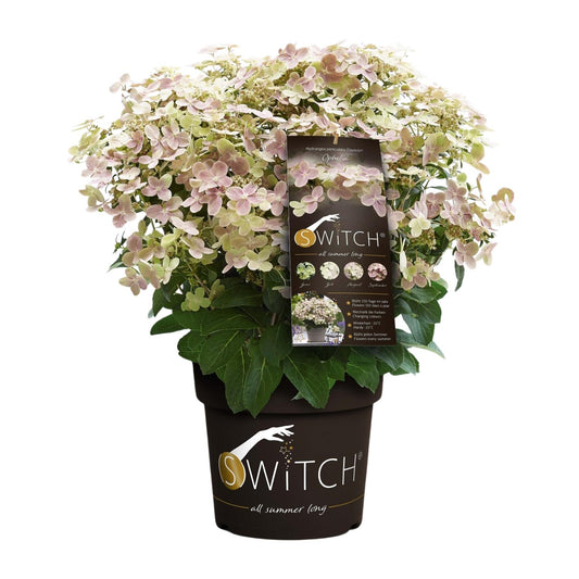 Hydrangea pan. '(S)witch Ophelia' - Ø19cm - ↕25cm