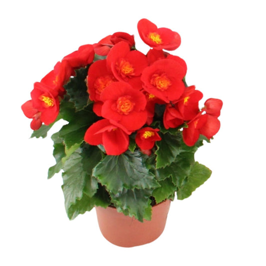 Begonia Sweeties Red - Ø12cm - ↕25cm