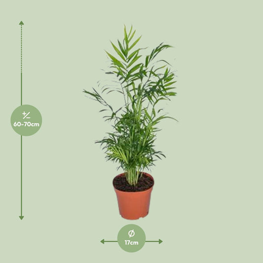 Chamaedorea Elegans - Mexikanische Bergpalme - Ø17cm - ↕55cm - Ø17cm - ↕55cm