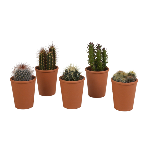 Kakteenmischung 5,5 cm - 5x - in terracotta pot