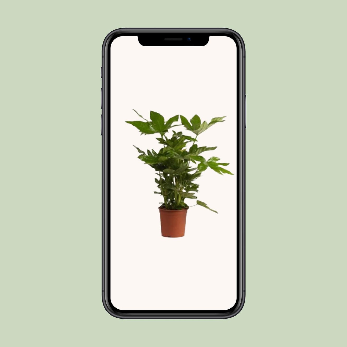 Fatsia Japonica