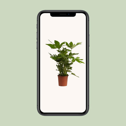 Fatsia Japonica