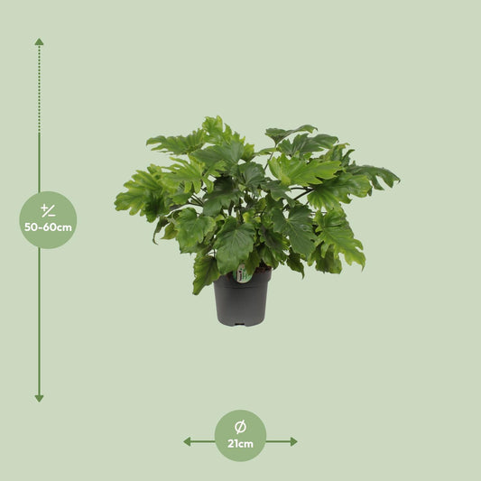Philodendron Xanadu - Ø21cm - ↕60cm