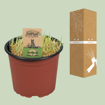 Triticum. Kattegras PetPlant - Ø12cm - ↕10cm