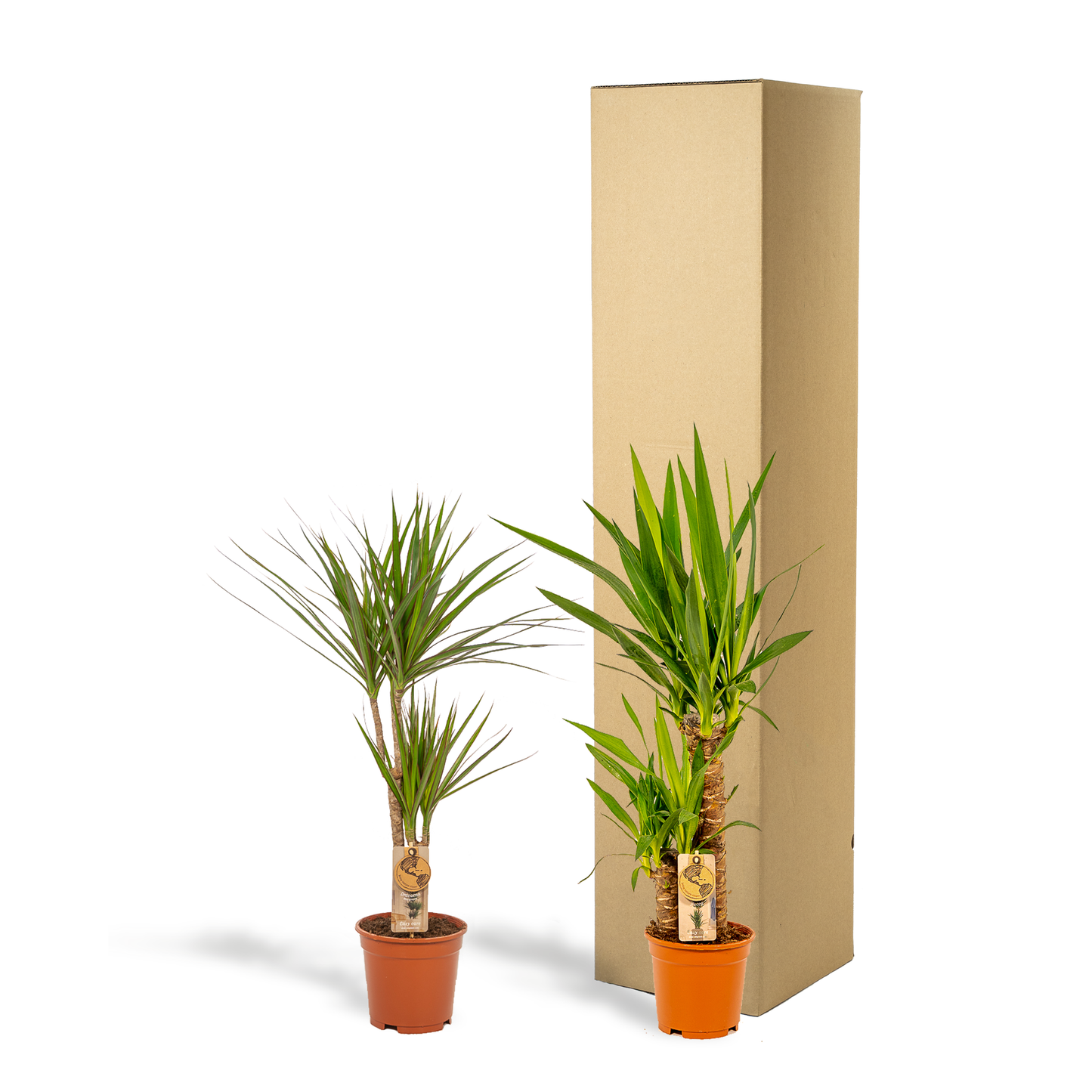 Drachenbaum & Yucca Set – Stilvolle Zimmerpflanzen 70/90 cm