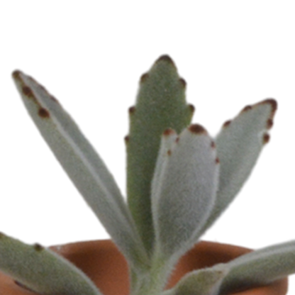 Vetplanten-Mischung 5,5 cm - 5x - in terracotta pot