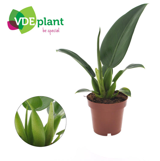 Philodendron Pacova - Ø12cm - ↕25cm