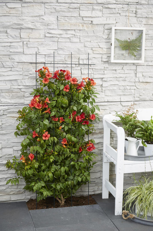 Campsis Summer Jazz Fire Trumpet - Ø19cm - ↕70cm - Ø15 - ↨65cm
