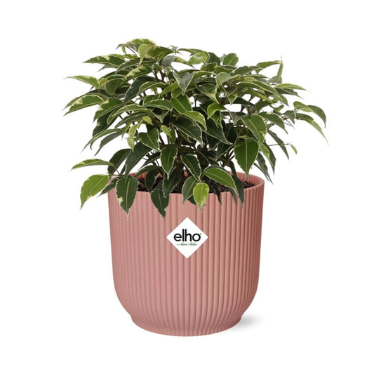 Ficus Benjamina Kinky in ELHO Vibes Fold 14cm roze