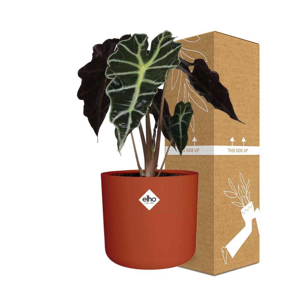 Alocasia ‘Polly’ in ELHO b.for soft rond 14cm brique