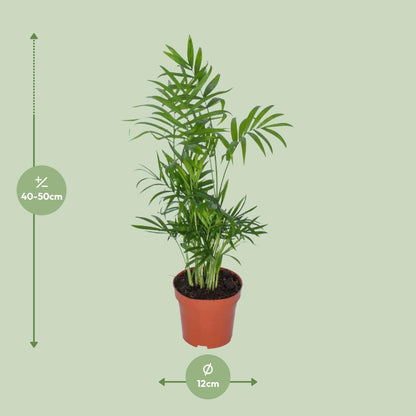 Chamaedorea - Ø12cm - ↕50cm