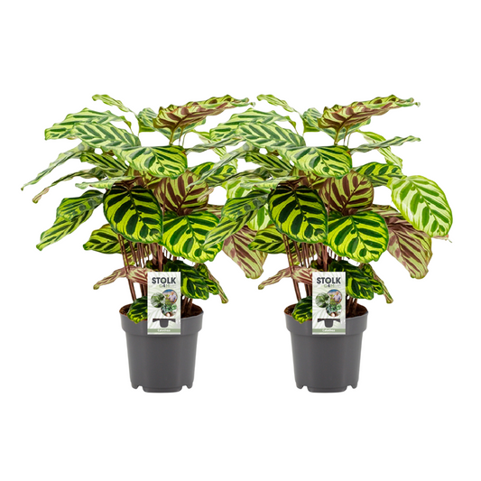 Calathea Makoyana - 2 Stücke - Ø14cm - ↕45cm