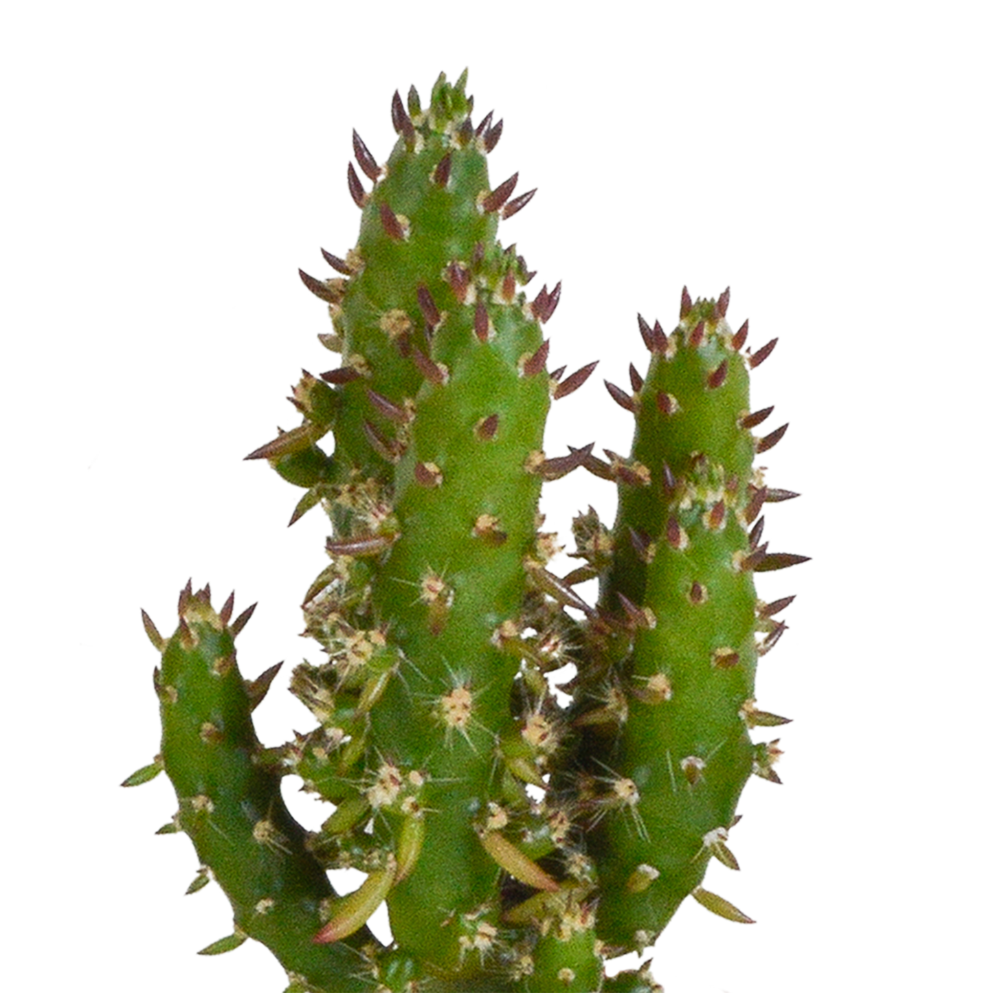Kakteen & Sukkulenten Mix – 15 pflegeleichte Pflanzen im 5,5 cm Topf