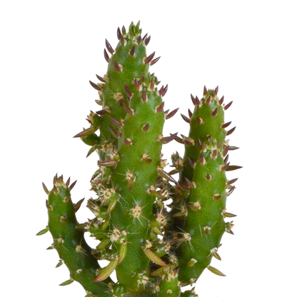 Kakteen & Sukkulenten Mix – 15 pflegeleichte Pflanzen im 5,5 cm Topf