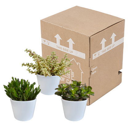 Geldbaum 3er Set im 10,5 cm Topf – Pflegeleicht & Dekorativ