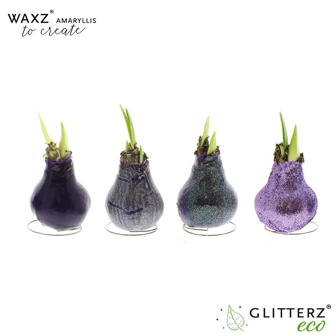 Amaryllis Waxz To Create Purple - 4 stuks - Ø7 cm - ↕15 cm