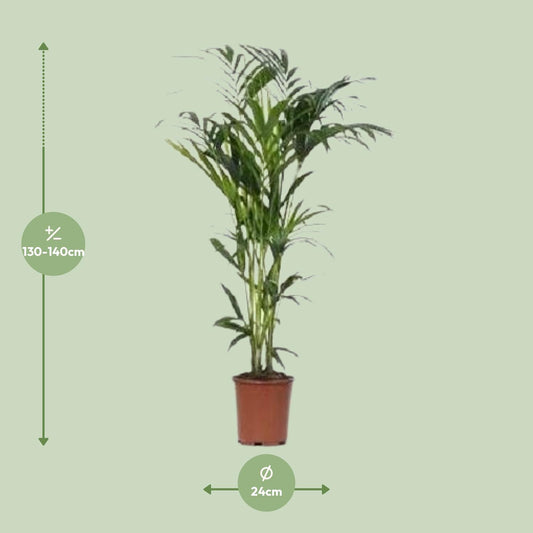 Howea - Ø24cm - ↕140cm