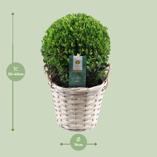 Ilex Crenata 'Jenny'® Ball Ø20cm P17 In Basket - Ø19cm - ↕40cm
