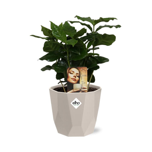 Coffea Arabica in ELHO b.for rock 14 cm warm grey
