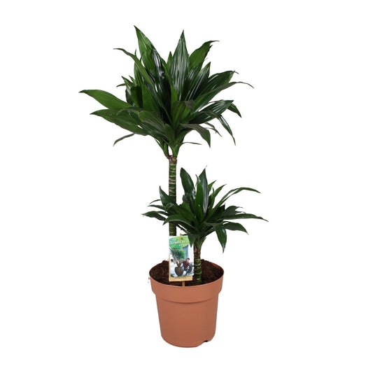 Dracaena Green Jewel 45-15 - Ø21cm - ↕100cm